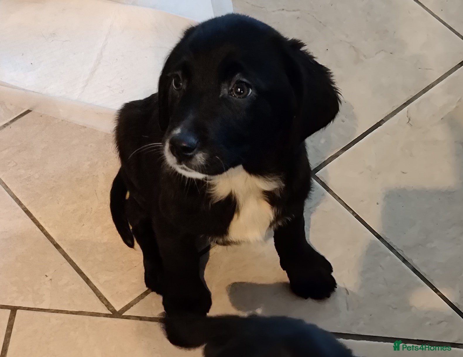 Springador dogs Black Springador puppies [Northern Ireland] [2F] - Advert 4