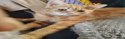 Mixed Breed cats for sale: Beautiful kittens looking for home  - Advert 6
