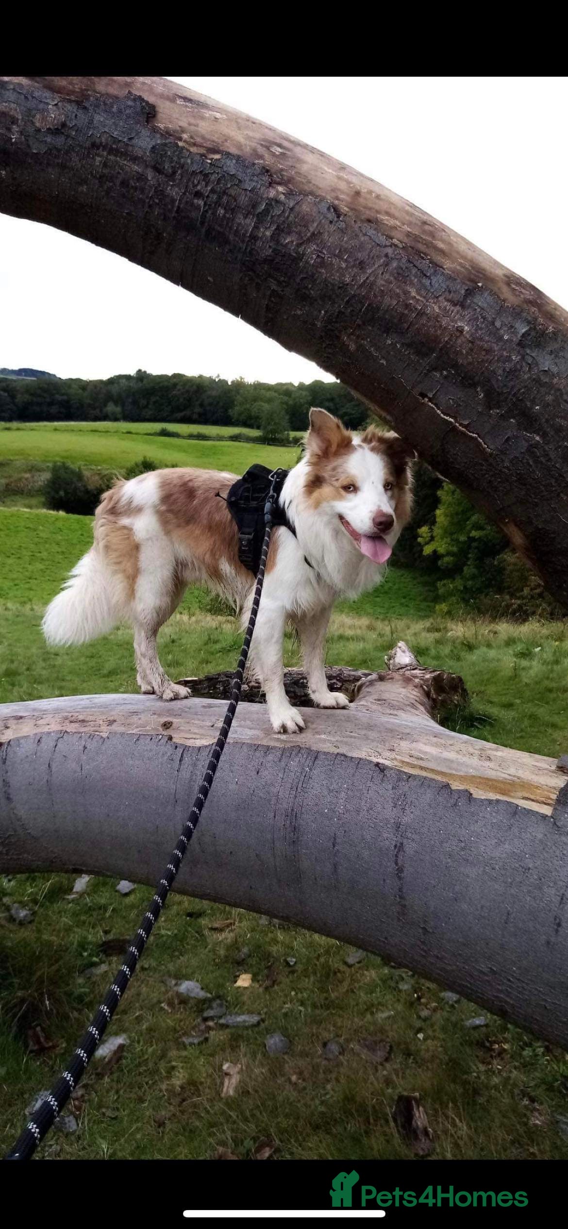 Border Collie dogs Dilute Red Merle for *STUD* in Consett - Advert 1