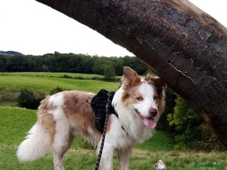 Border Collie dogs in Consett - Advert 6
