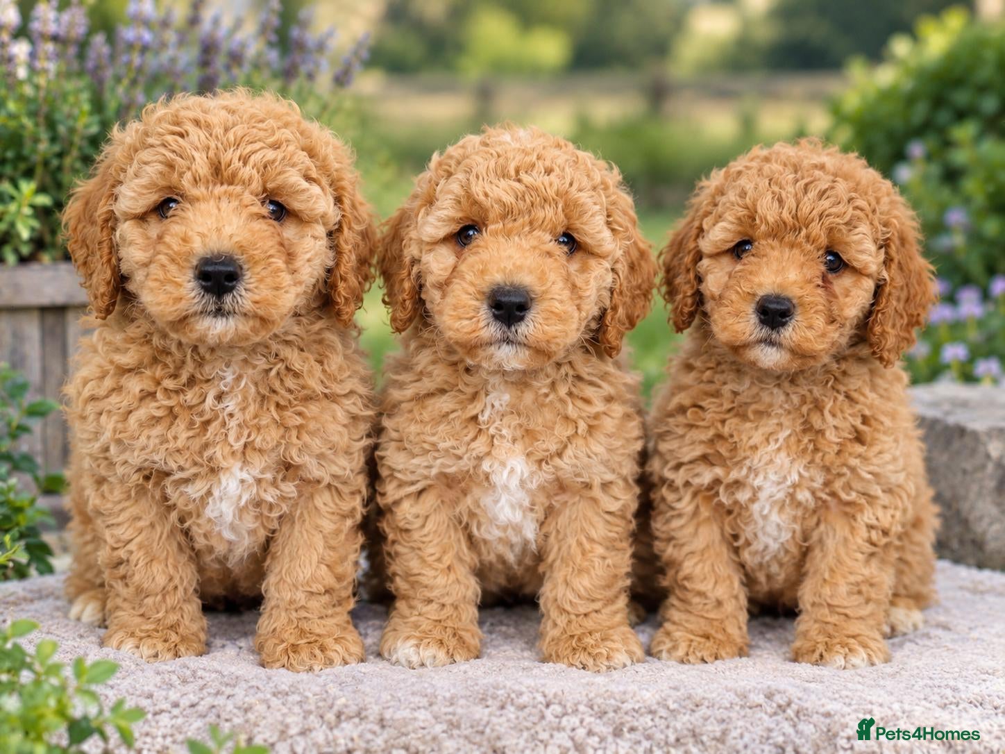 Poochon dogs 💥STUNNING CREAM F1 HEALTH TESTED POOCHONS 💥 - Advert 2