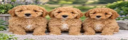 Poochon dogs for sale: 💥STUNNING CREAM F1 HEALTH TESTED POOCHONS 💥 - Advert 1