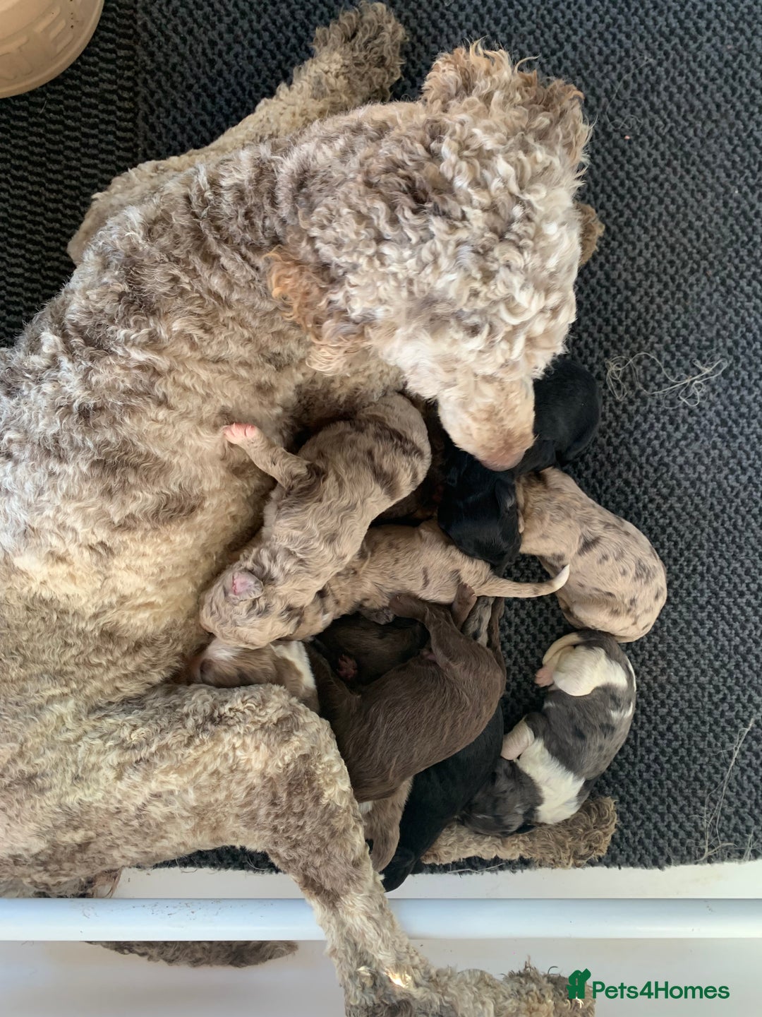 Bernedoodle dogs for sale: Midi Size Bernedoodle Merle, Chocolate - Advert 4