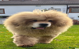 Tibetan Mastiff dogs for sale: Chinese Tibetan mastiff pups  - Image 16