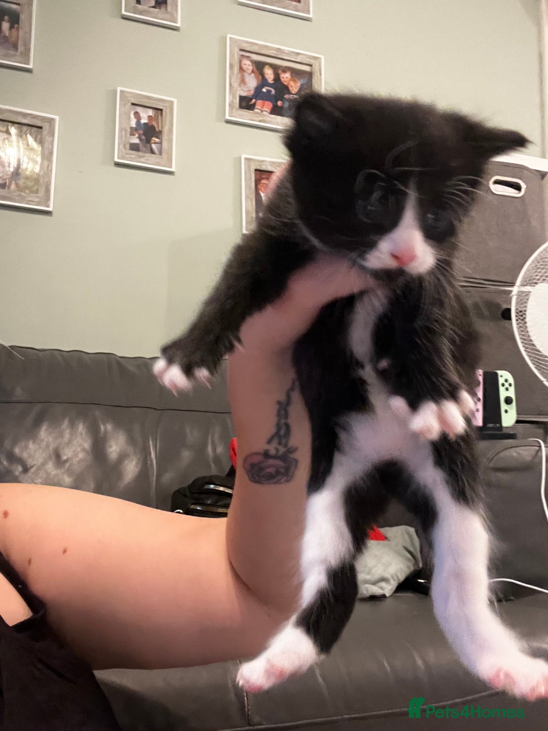 Mixed Breed cats for sale: Perfect Kittens  - Image 11