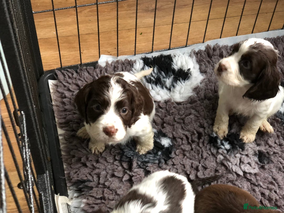 Cocker Spaniel dogs for sale: Gorgeous Working Cocker Spaniel puppies - Image 7
