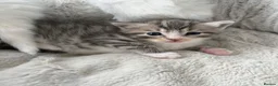 Siberian cats for sale: Four Fluffy kittens - Advert 12