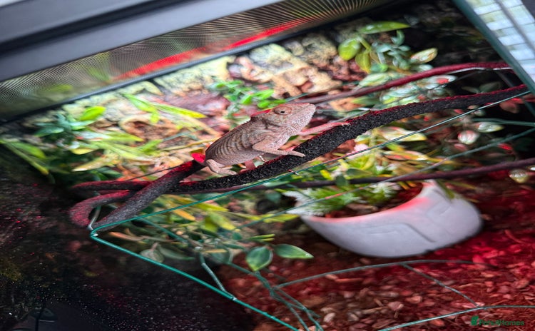 Chameleon reptiles - Advert 1