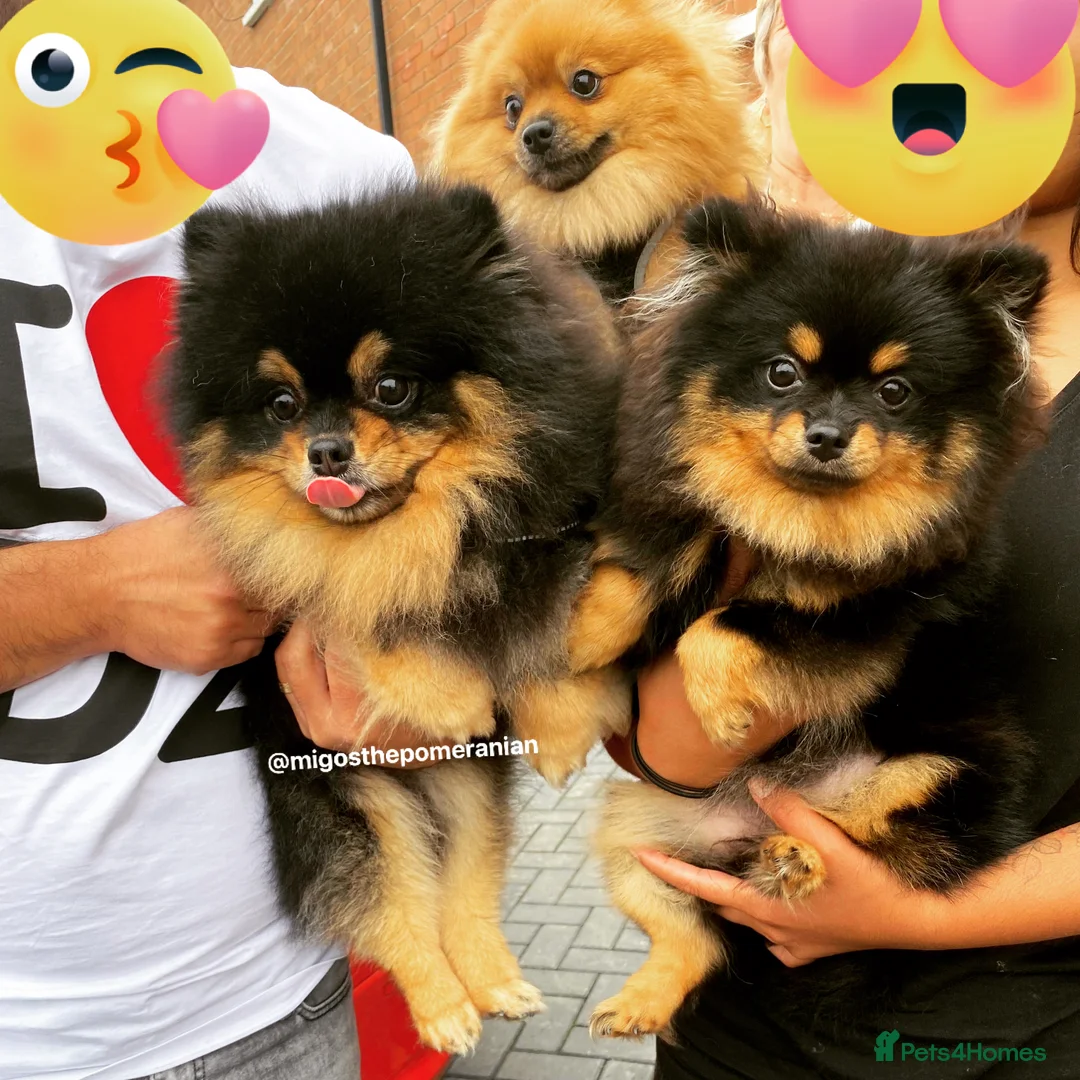 Pomeranian dogs for stud: Exceptional Proven Stud With 23 Champions in Ebbw Vale - Advert 19