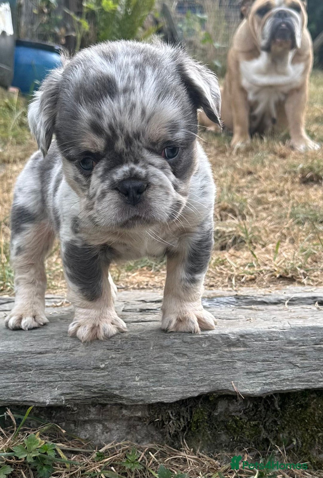 French Bulldog dogs for sale: French Bulldog Puppies ready for new home - Image 4
