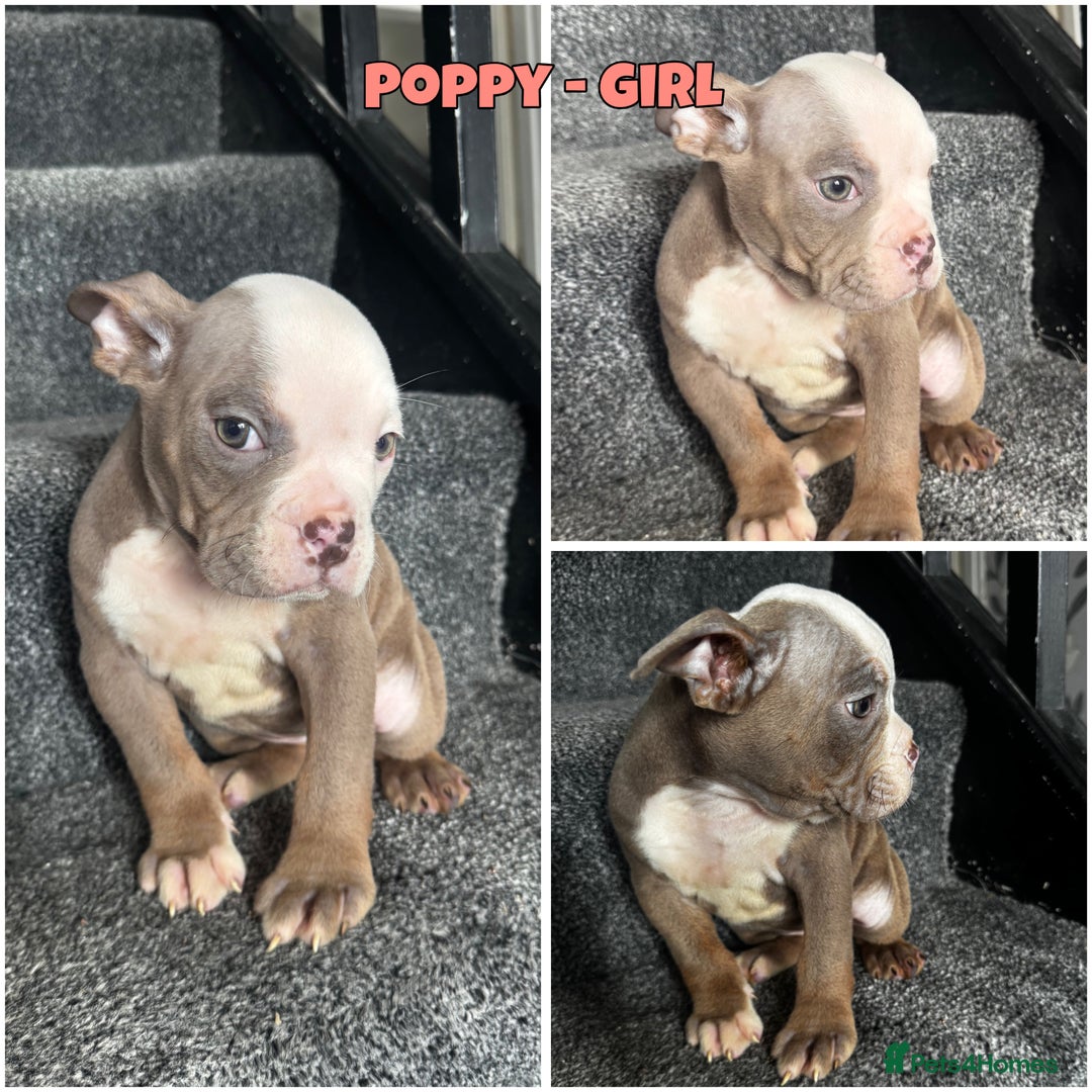 Olde English Bulldogge dogs for sale: 2 LEFT Olde English bulldog pups { READY TO LEAVE} - Image 3