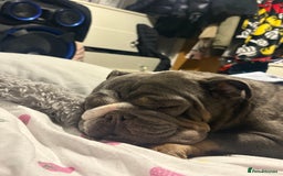 English Bulldog dogs for sale: English bulldog  - Advert 3