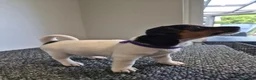 Jack Russell dogs for sale: Pure Jack russell puppies  in York - Advert 12