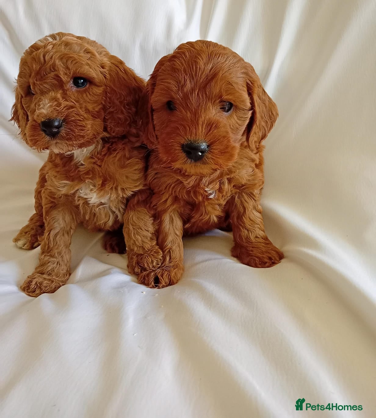 Cavapoo dogs F1 Cavapoo puppies  in London - Advert 1