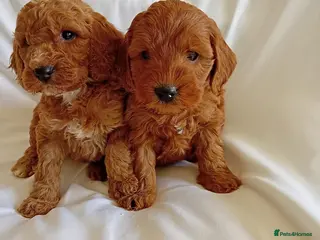Cavapoo dogs F1 Cavapoo puppies in London - Advert 1