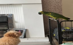 Parrots birds for sale: Blue fronted Amazon parrot - Image 2