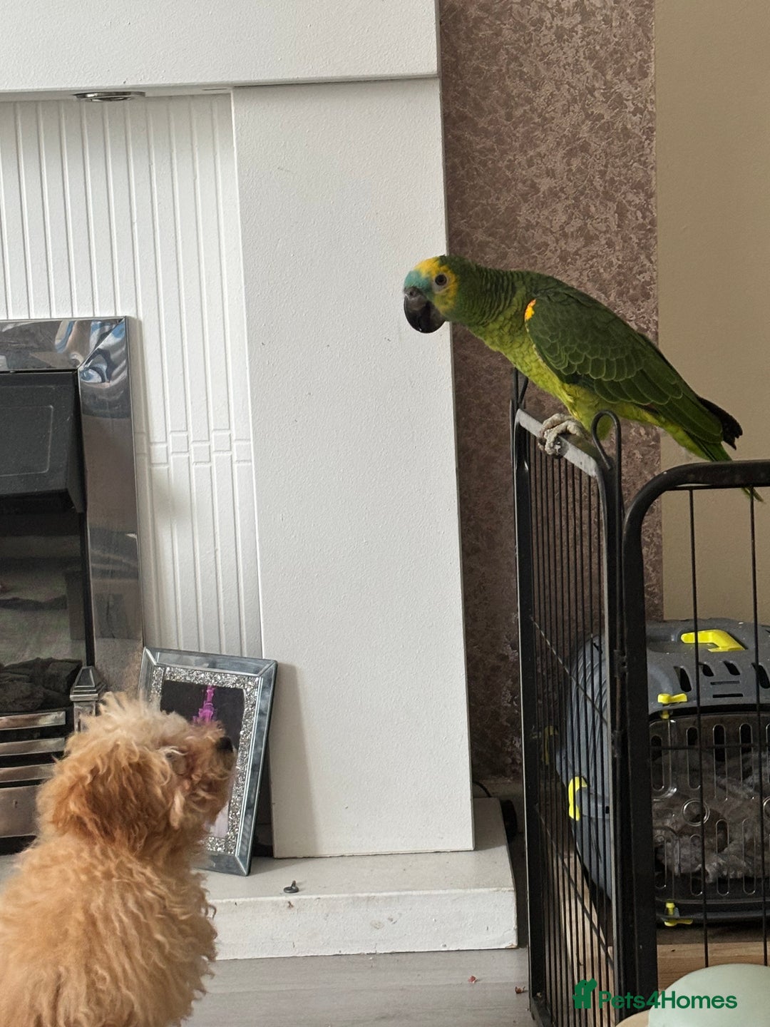 Parrots birds for sale: Blue fronted Amazon parrot - Image 2