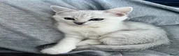 British Shorthair cats for sale: Beautiful BSH kittens  - Advert 16