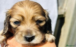 Miniature Dachshund dogs for sale: Ready to leave 🐾 beautiful long hair miniatures  - Image 18