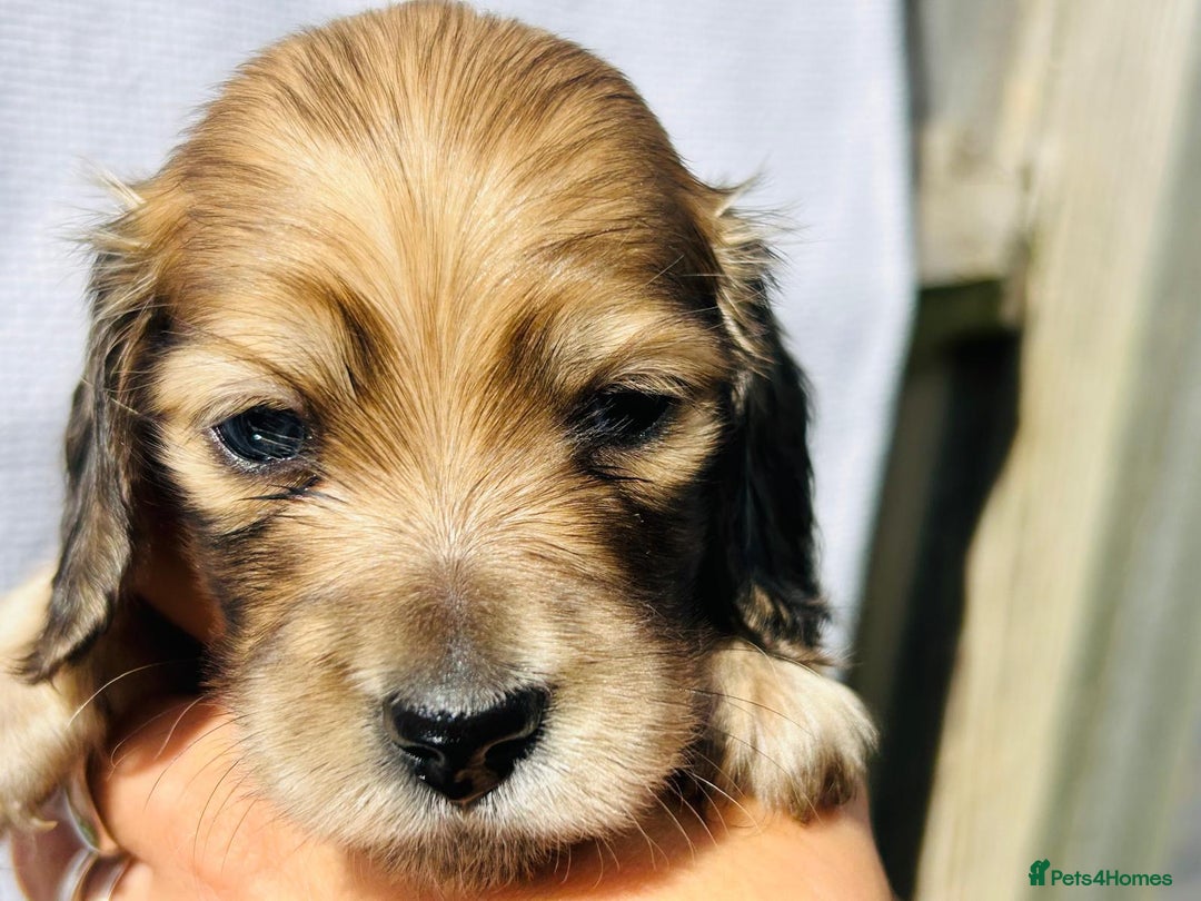 Miniature Dachshund dogs for sale: Ready to leave 🐾 beautiful long hair miniatures  - Image 18