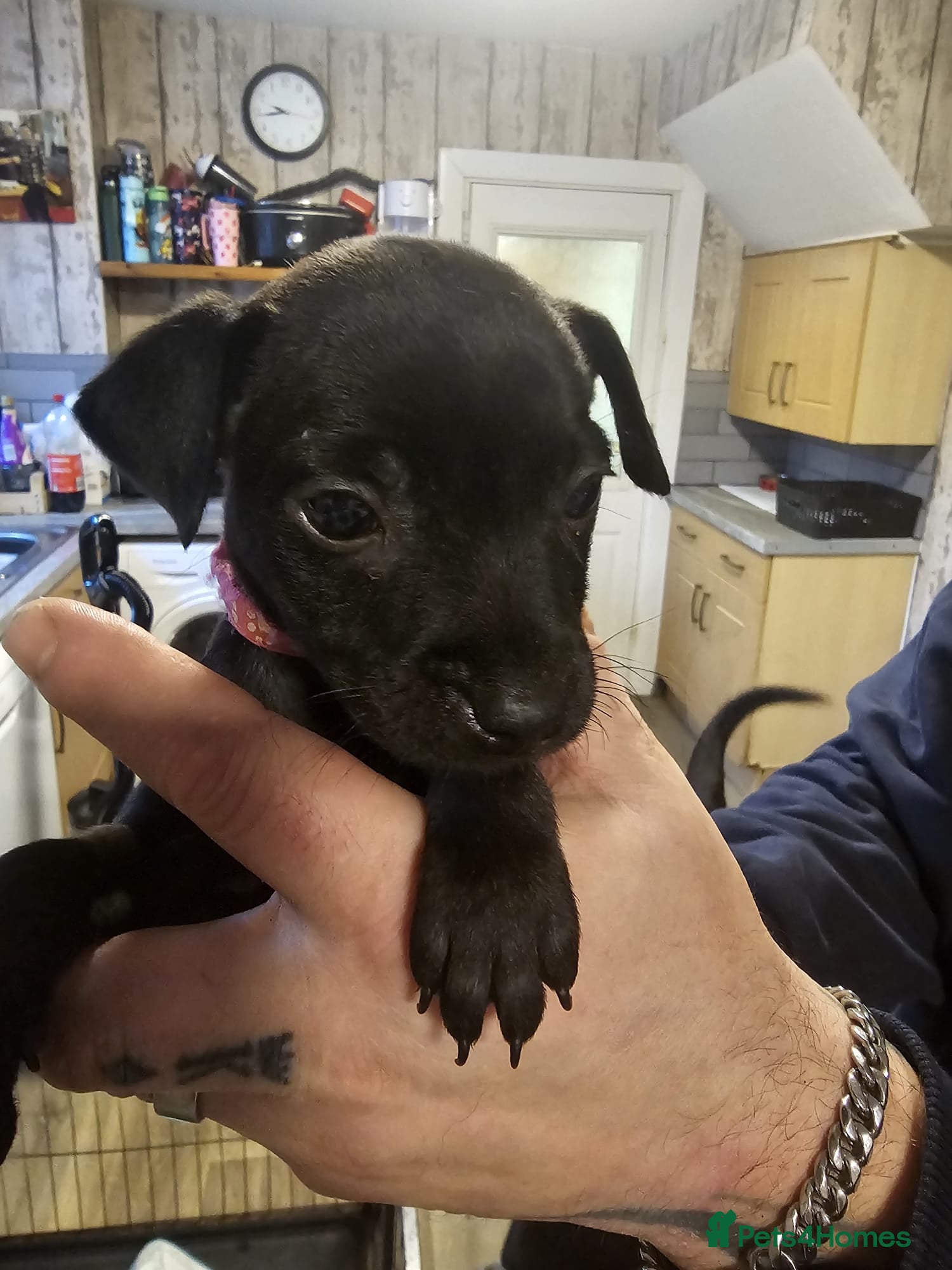 Patterdale Terrier dogs LAST PATTERDALE TERRIER FOR SALE  - Advert 1