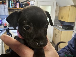 Patterdale Terrier dogs LAST PATTERDALE TERRIER FOR SALE - Advert 1