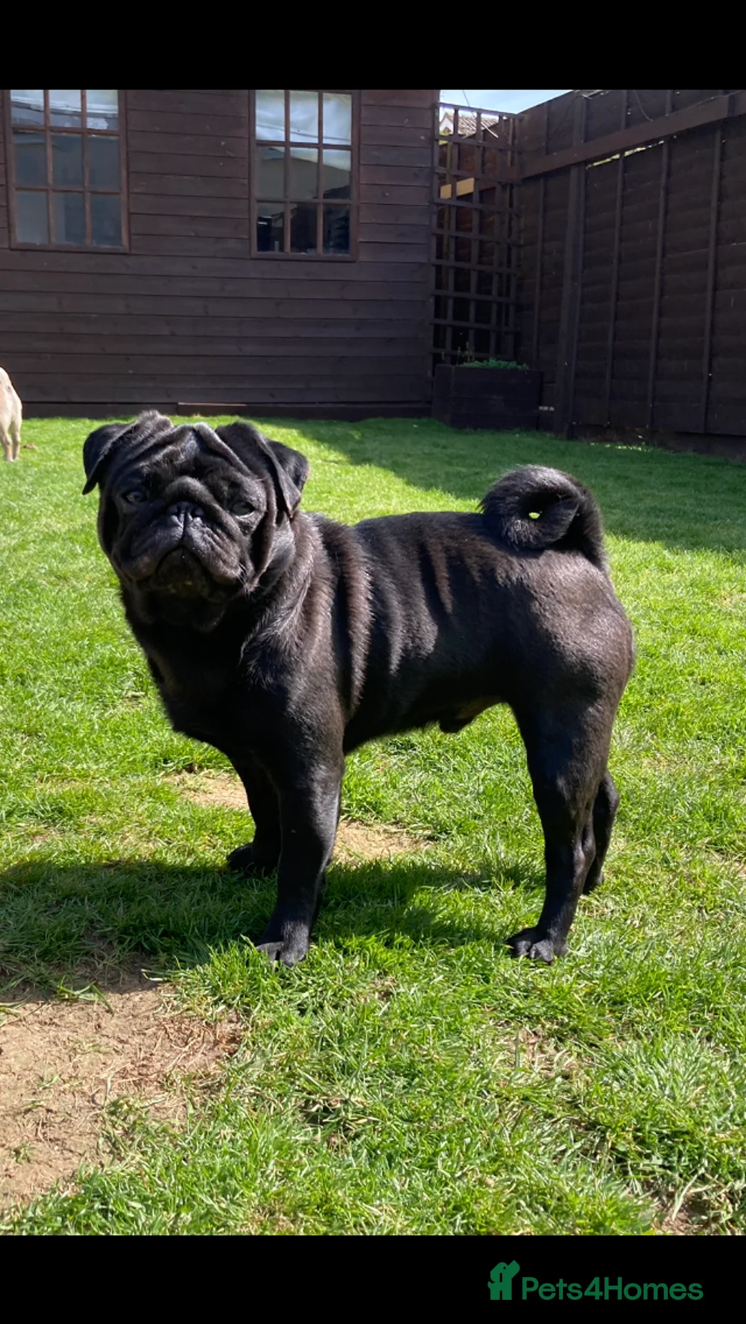 Pug dogs for stud: Health tested black pug stud  in Stevenage - Advert 6