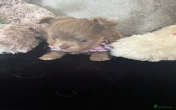 Chihuahua dogs for sale: Beautiful lilac boys  - Image 10