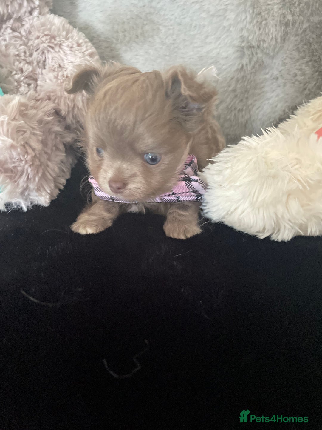 Chihuahua dogs for sale: Beautiful lilac boys  - Image 10