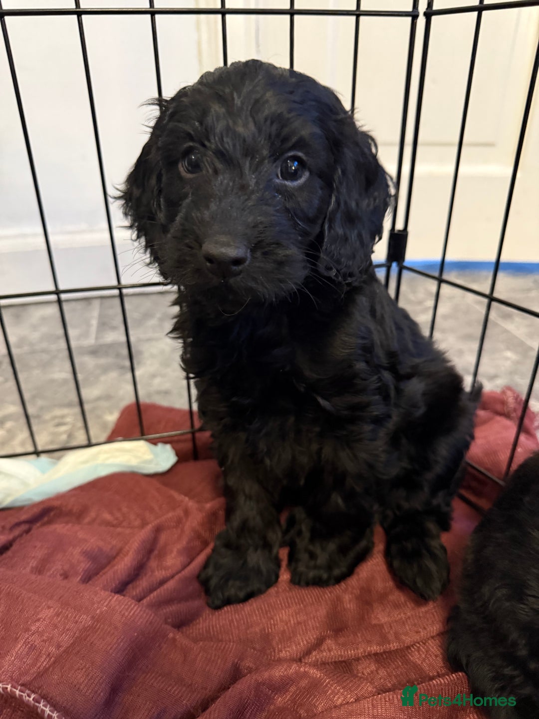 Cockapoo dogs for sale: Cockapoo puppies - Image 15