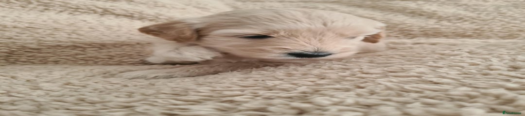 💗 **Pink Collar Girl – The Gentle Heart of the Litter** 💗