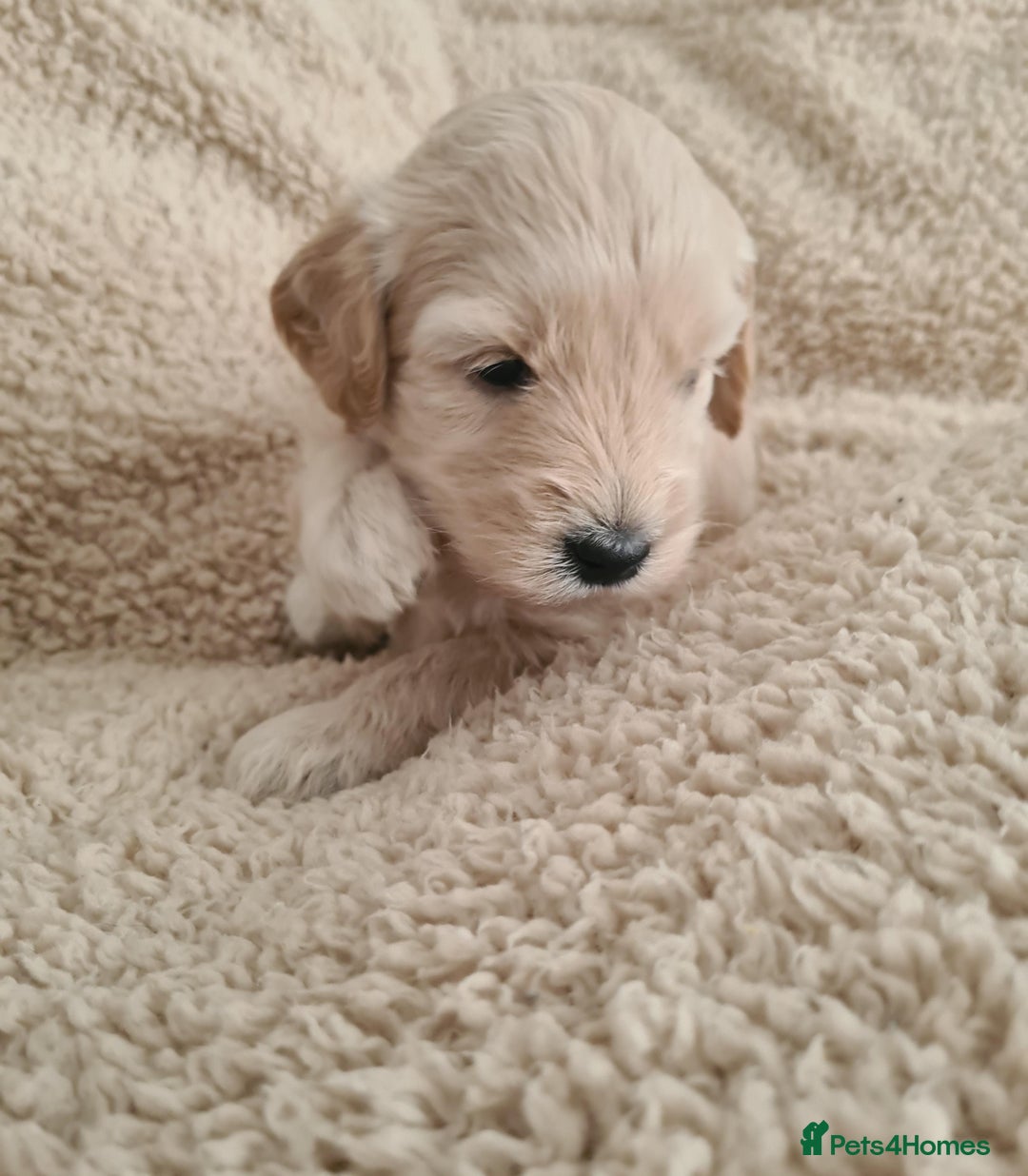 Labradoodle dogs for sale: Rare Roan Ebony Tiny/Mini Labradoodlese Puppies  - Image 17