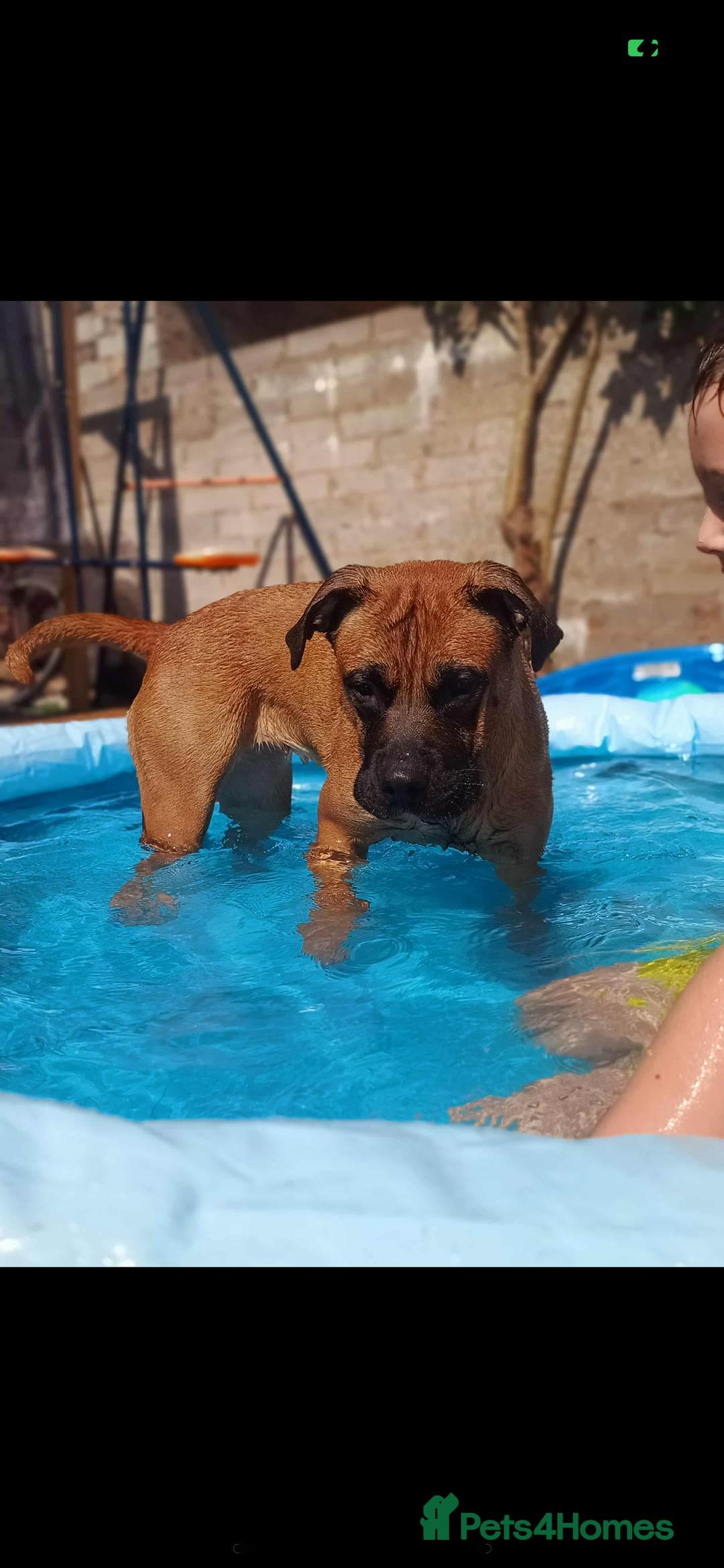 Mixed Breed dogs for sale: Mix boxer / staff  - Advert 2