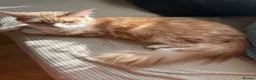 Maine Coon cats for sale: Pedigree Maine coon - Advert 19