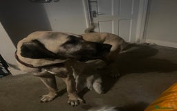 Mixed Breed dogs for sale: Dora the explorer  in Leeds - Image 7