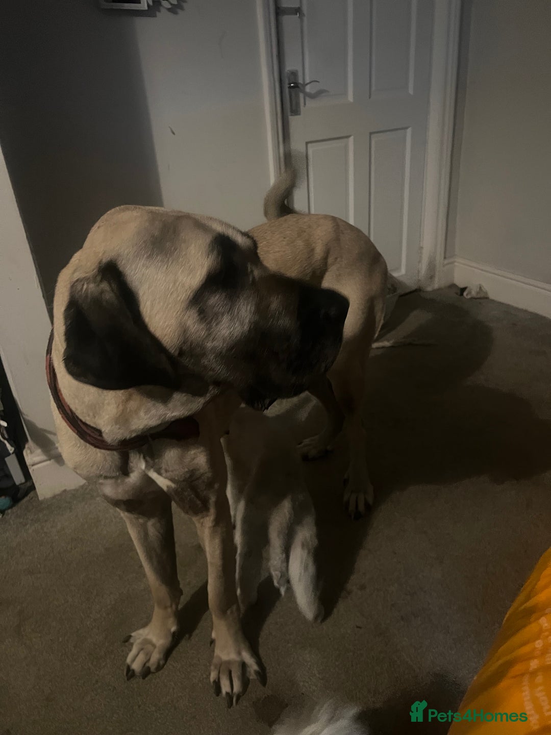 Mixed Breed dogs for sale: Dora the explorer  in Leeds - Image 7