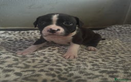 American Bull Staffy dogs for sale: American staffie puppies - Advert 9
