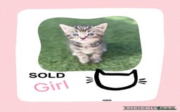 Mixed Breed cats for sale: KITTENS FOR SALE - Image 5