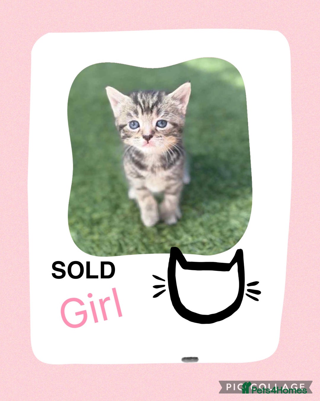 Mixed Breed cats for sale: KITTENS FOR SALE - Image 5