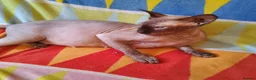 Sphynx cats for sale:  If you’re interested or  - Advert 2