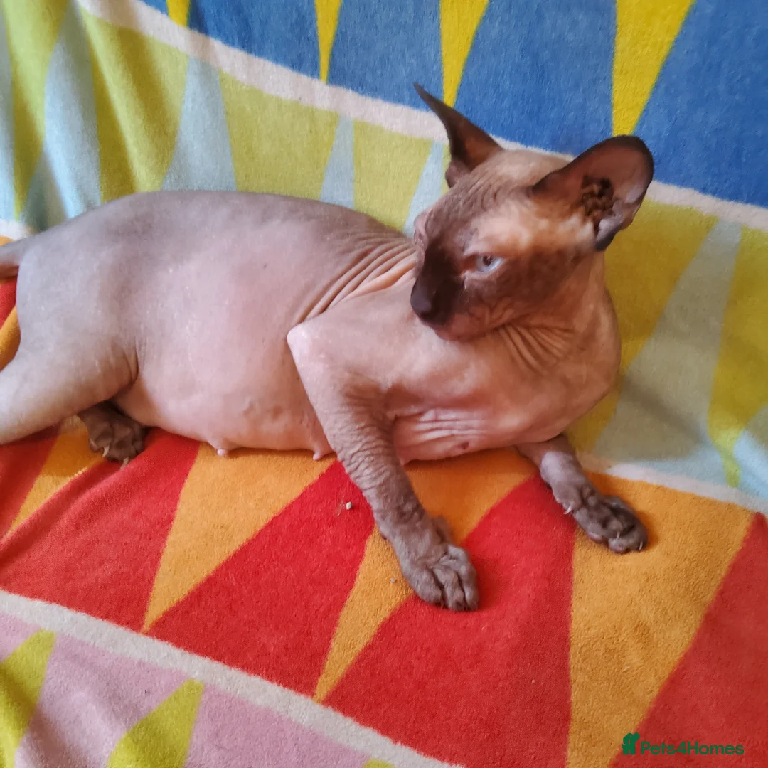 Sphynx cats for sale:  If you’re interested or  - Advert 2