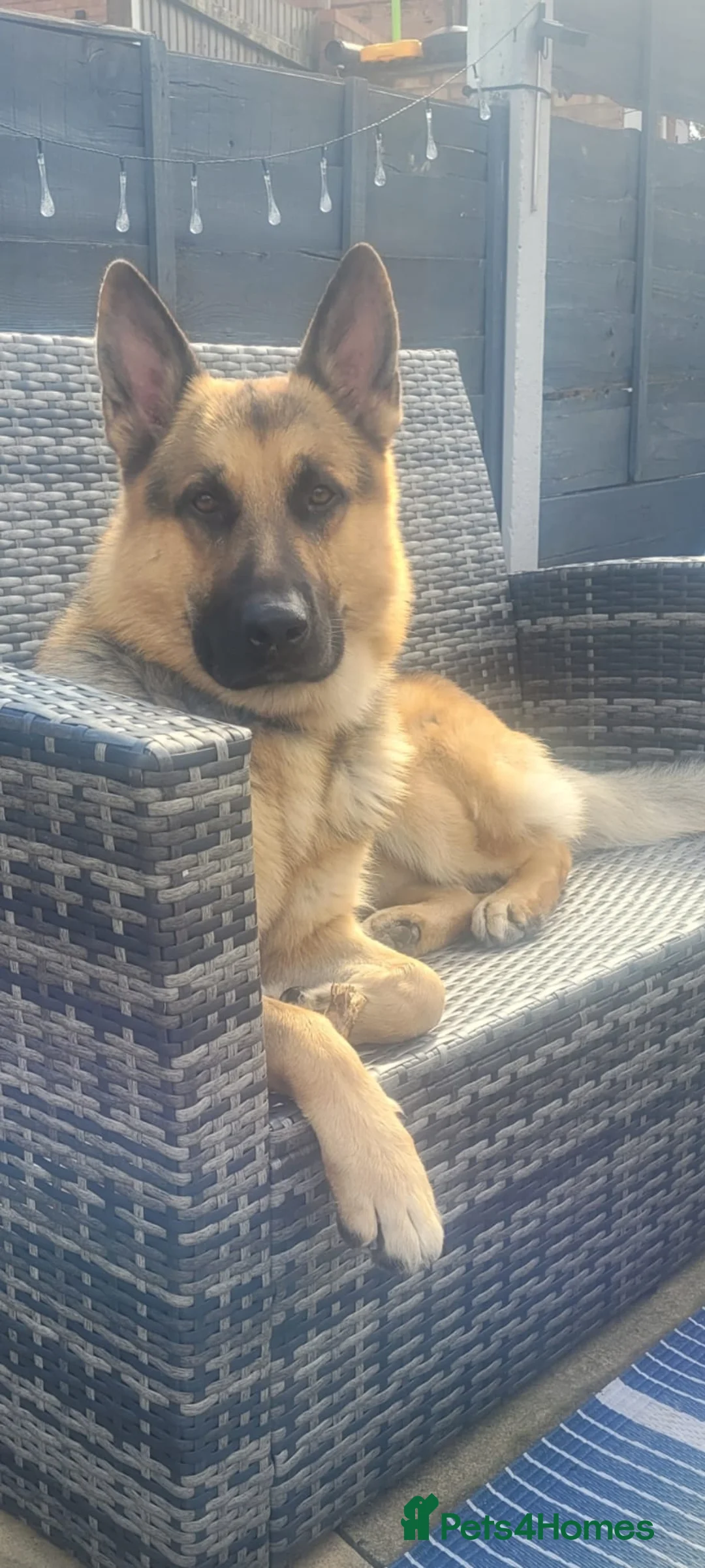 German Shepherd dogs for sale: 3 year old German shepherd  - Advert 3