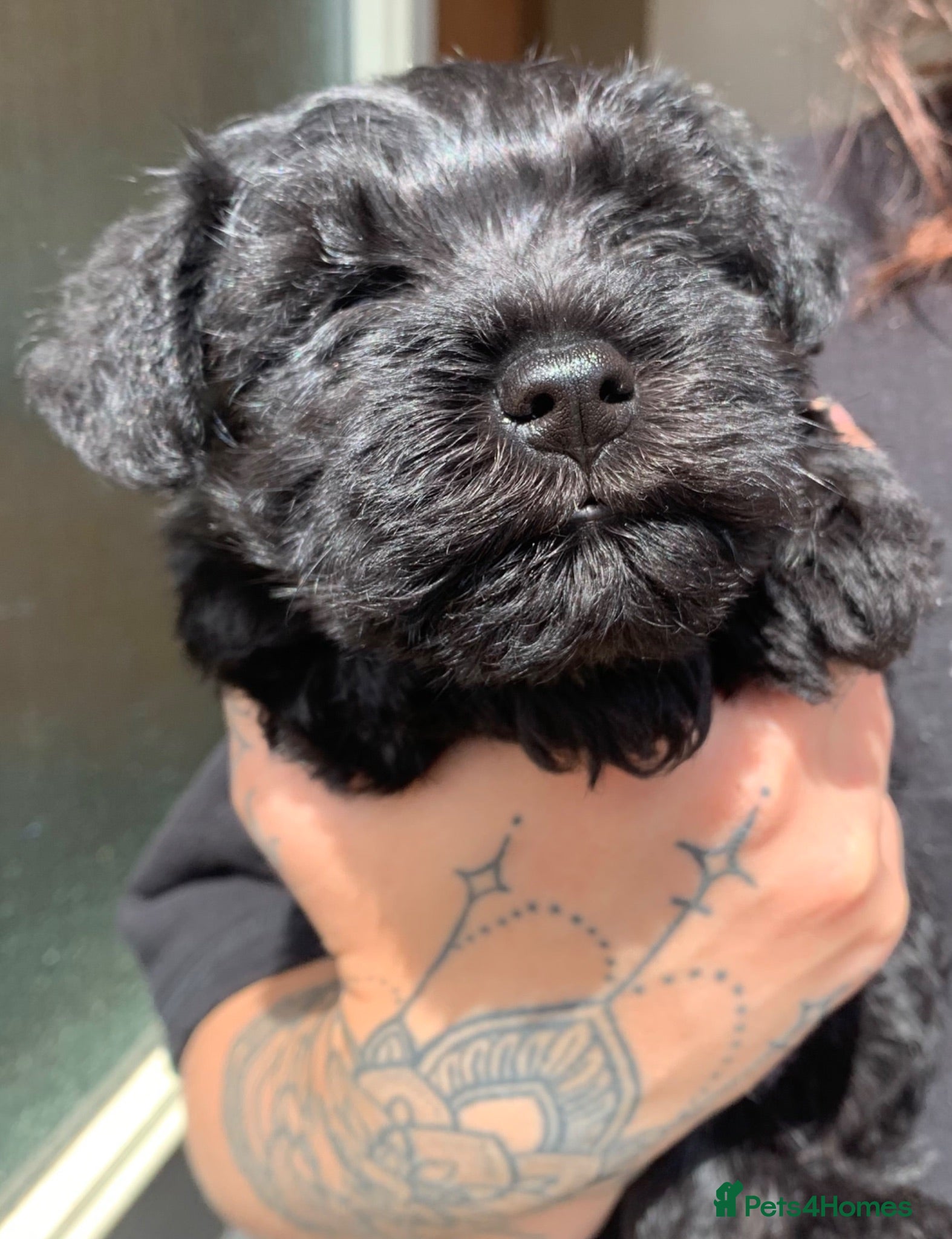 Miniature Schnauzer dogs KC registered miniature schnauzer puppies - Advert 6