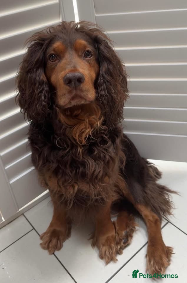 Cocker Spaniel dogs Extensively health tested working cocker spaniels  - Advert 2
