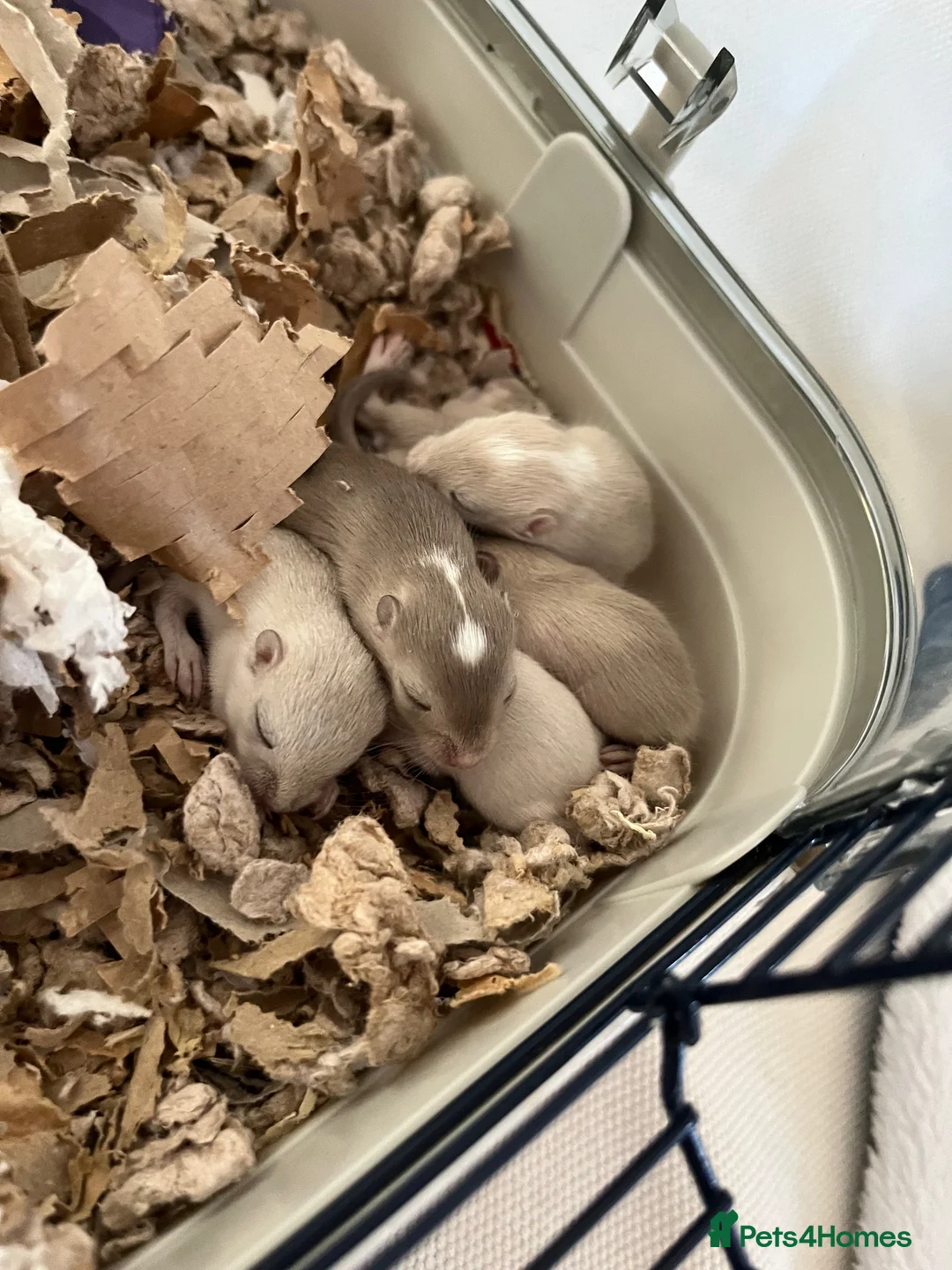 Gerbil rodents for sale: Friendly baby gerbils (most girls) lots of colours - Advert 2