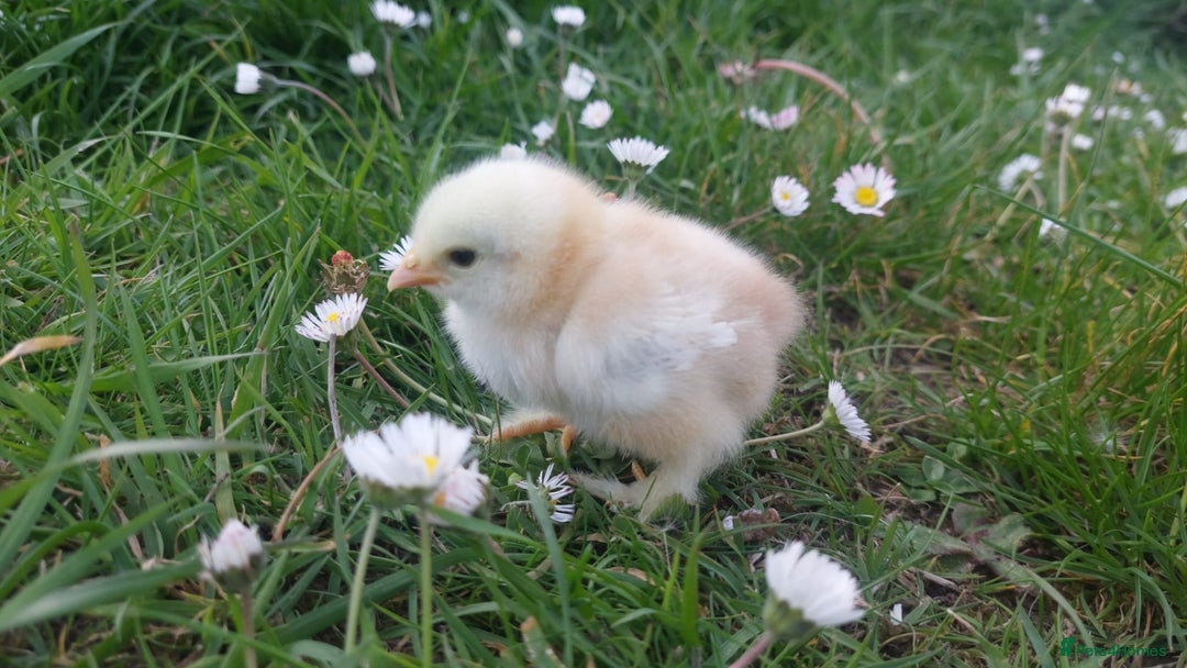 Chickens poultry for sale: Day old chicks / hatching eggs Brahma sussex Pekin - Image 5