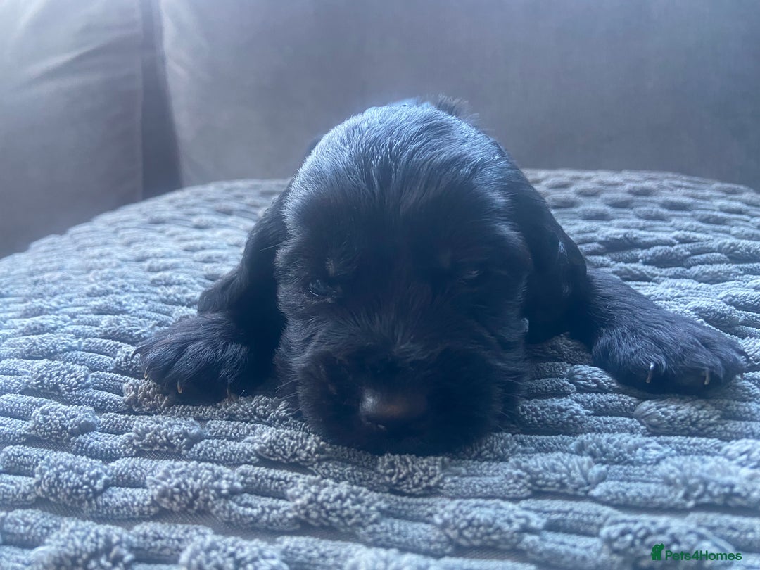 Cocker Spaniel dogs for sale: 10 Gorgeous KC Cocker Spaniel Puppies - Image 16