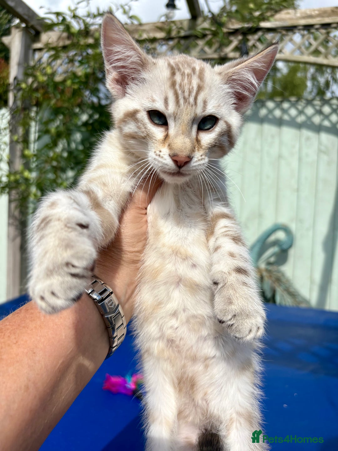 Savannah cats for sale: Superb snow leopard boys - Image 6