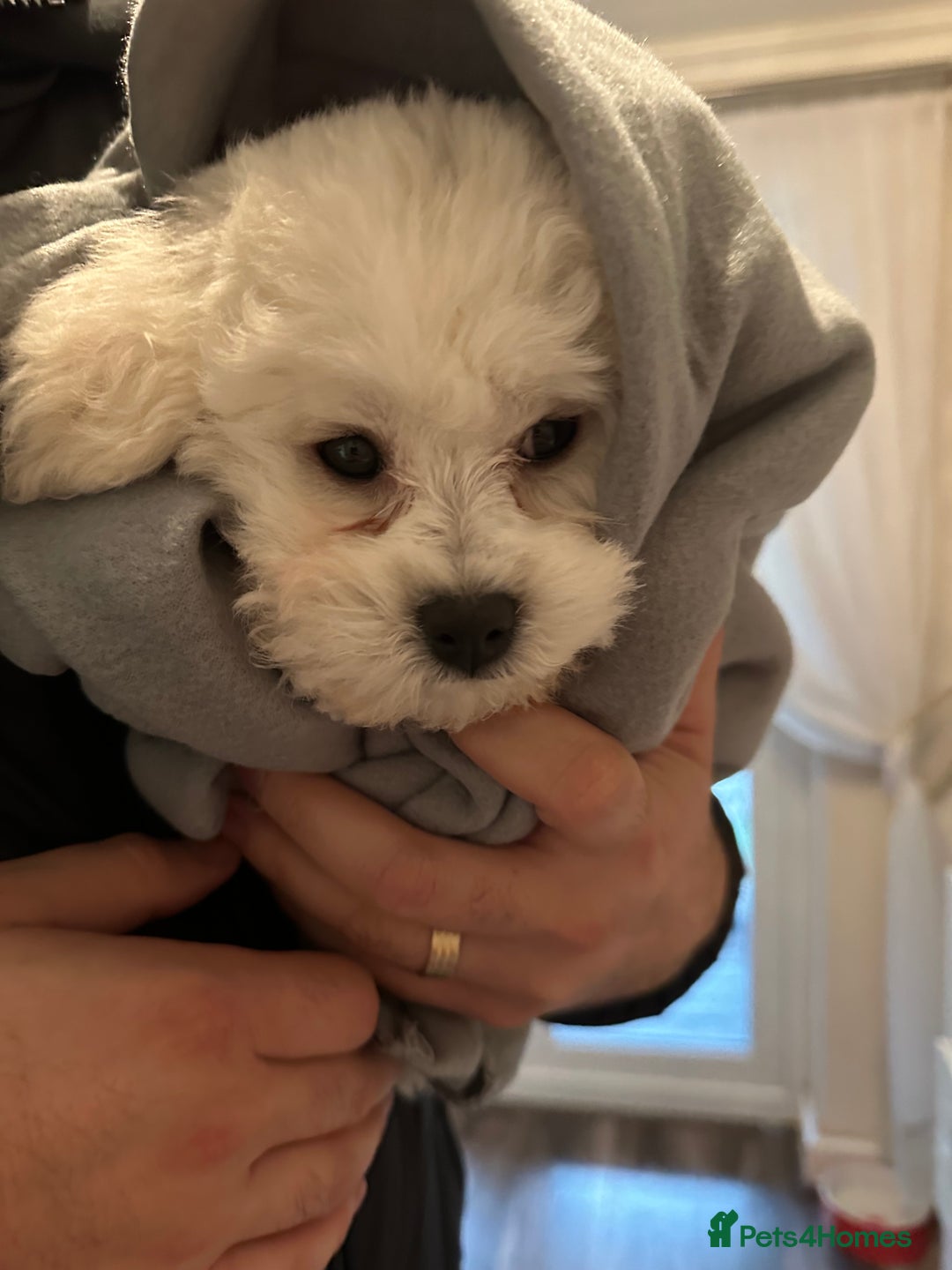 Bichon Frise dogs for sale: ✨ Bichon Frisé Puppies from Champion Bloodlines ✨ - Image 14