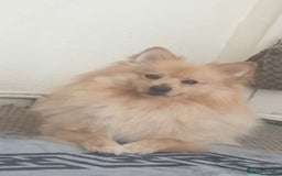 Pomeranian dogs for sale: Beautiful orange pomeranian  - Image 2